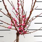 Mini broskyňa nízkokmenná (prunus persica) ´DIAMOND´® - výška 90-110 cm, kont. C5L 